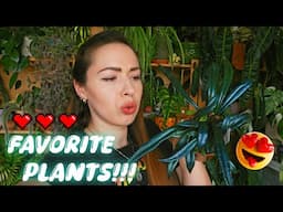 Favorite houseplants in my collection spring 2025🌿✨ Variegated Hoyas, rescued glow-ups and more!