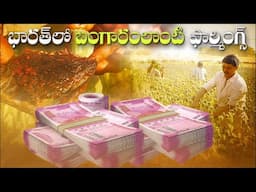 రైతులు నల్లమందు పండించడం ద్వారా లక్షాధికారులు అవుతారు, దానిని ₹ 2,00,000 కు అమ్ముతారు| Opium Farming