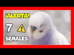 ⚠️ 7 COMPORTAMIENTOS PREOCUPANTES EN PERIQUITOS | ¡Atento a estas señales!