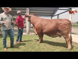 Genética de calidad en Las perlas Beefmaster