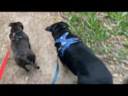How Puddy the Staffy is Teaching a Big Dog to Walk Gently ❤️