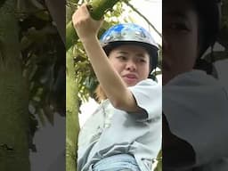 Ngọc Xuyên leo cây hái sầu riêng, Duy Khương trổ tài hứng bằng bụng | MCV Giải Trí