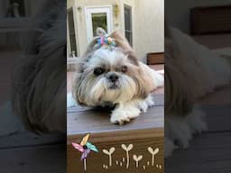 Fluff Mode: Activated! Shih Tzu vs. Wind 💨 #shorts #shihtzu
