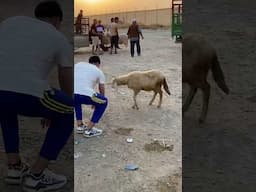 هادا زعما شحال ؟