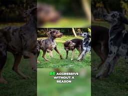 Why Catahoula Leopard Dogs Are NOT for Everyone!