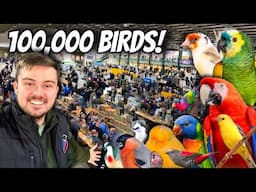 MASSIVE UK Bird Market - Stafford 2025