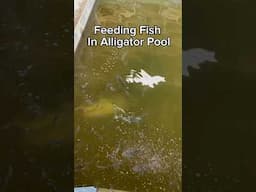 Feeding Fish In Alligator Pool (So Many!!!)#shorts #fish