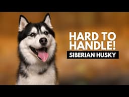 10 Reasons Most People Can't Handle a Siberian Husky Dog