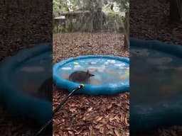 SURPRISE! Armadillos LOVE Water