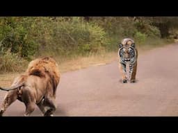 ¡Los Animales Se Metieron Con El Oponente Equivocado!