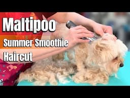 Maltipoo Summer Smoothie Haircut!