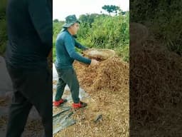 Limpando o feijão na peneira