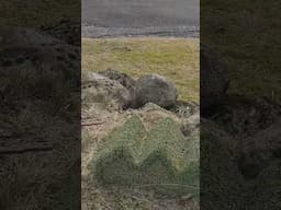 Efsti Dalur, Iceland
