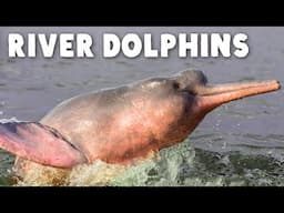 Why Do River Dolphins Look… Like That?