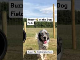 Buzzy 🐝 at the Dog Field Tansley #englishsetter #dogtraining