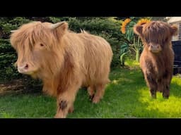 Henry the Highland Bull & His Brindle Heffer Nora play hide and seek in their new expanded pasture!