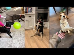 Dogs Who Absolutely Do Not Care
