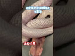 Jasper 38 Florida King Snake from Cold Blood Creations #coldbloodcreations #kingsnake #snake