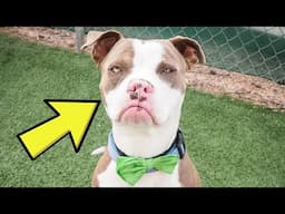 Shelter Dog Was Completely Overlooked Until Someone Realized This