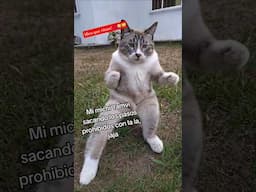 Con esta ia mi gato saca sus mejores pasos ritmicos😹🤣🎶 #gatosbailando