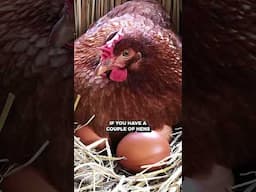 How to Sell Backyard Chicken Eggs