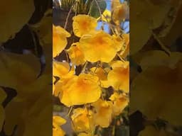 Ray of Sunshine. Dendrobium lindenii