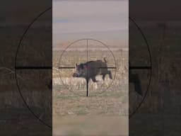 Hunting Wild Boar: Sniper Shot 🐗 Koşan Domuza Tek Atış #hunting #wildboar #hog