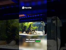 Easy Low Tech Community Aquarium 🌿 #shorts #aquascape