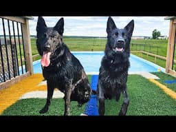 Taking My German Shepherds Dock Diving For The First Time