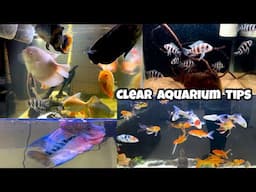 “How to keep Aquarium water clear & Clean” | Aquarium Clear water tips