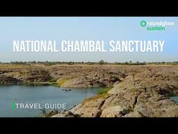 Sustain Travel Guide: National Chambal Sanctuary | Indian Wildlife Sanctuaries | @RoundglassSustain