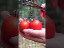 Harvest sweet tomatoes and enjoy #shorts #anabushcraft