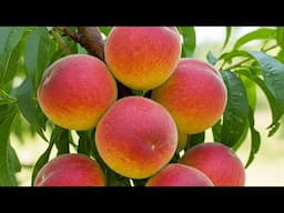 🍑Результат Прививки Персика на 2 и 3 летней дичке абрикоса и подрезка✂️🌿