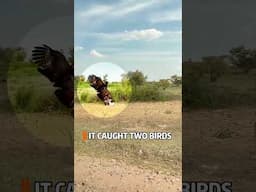 Two birds, one predator! #shorts #predators #bird #birds