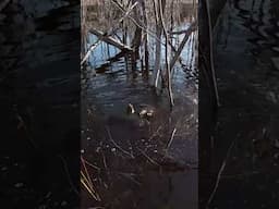 Quick teaser for what’s coming tomorrow night!! #pikwakanagan #snappingturtle