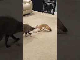 Tiny Pet Pale Fox Can Hold Her Own 🦊