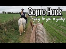 Come for a hack around the beautiful Hertfordshire countryside with us | trying to get a gallop