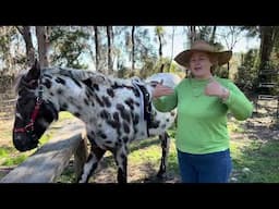 Training My Baby Horse So It's Not Dangerous