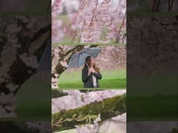 Rainy spring walks under the cherry blossoms 🌸🌧️✨