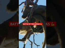 Battle of the Alphas: Fossa vs Fossa 💀 #madagascar