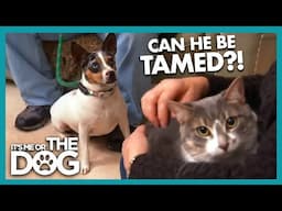 Rescue Dog's Fatal Flaw: Why Sinatra Can't Find a Home! | It's Me or The Dog