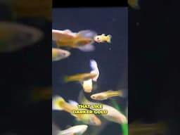 Select Breeding Metallic Guppies 🥇

#aquariumcoop #aquariumadvice #fishtank