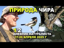 Птицы Чира. Часть 1 из 2. 17-20 апреля 2025 г.
