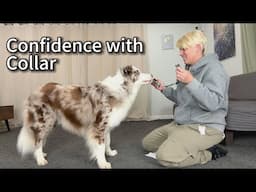 Build confidence with putting on a collar