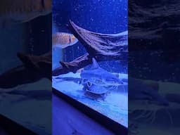 MY PET TURTLE SWIMMING | FEEDING TIME