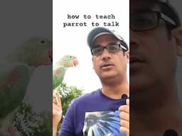 how to teach parrot to talk in hindi or urdu #ParrotTalking #TalkingParrot #ParrotTraining