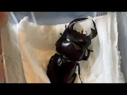 BEETLE Z กำลังถ่ายทอดสด! ดักแด้ด้วงคีม ให้อาหาร พาลาวัน