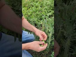 Harvesting Peas from our Garden