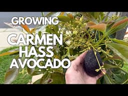 Growing The Carmen Hass Avocado - Very Precocious Fruiting Tree