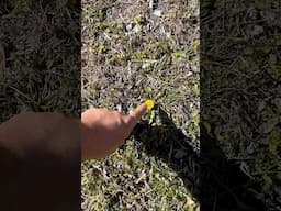 Did You Know This About Dandelions?